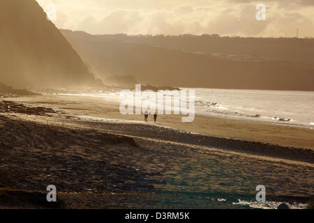 Hund winter Wanderer am Penbryn Beach, West Wales Ceredigion. Stockfoto