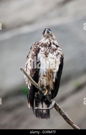 Unreife Weißkopfseeadler, Deep Creek State Recreation Area, Ninilchik, Halbinsel Kenai, Alaska, USA Stockfoto