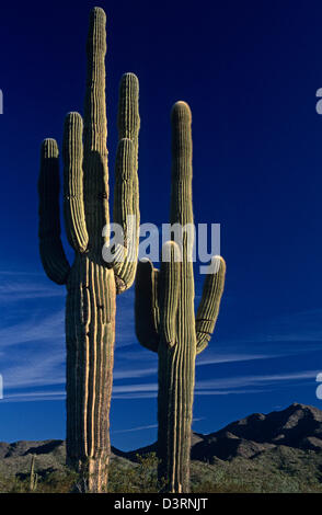 Saguaro Kaktus Sonnenuntergang Arizona State USA Stockfoto