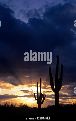 Silhouette Saguaro-Kaktus-Sonnenuntergang in der Abenddämmerung Arizona State USA Stockfoto