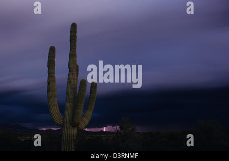 Saguaro-Kaktus-Sonnenuntergang in der Abenddämmerung mit Blitz Arizona State USA Stockfoto