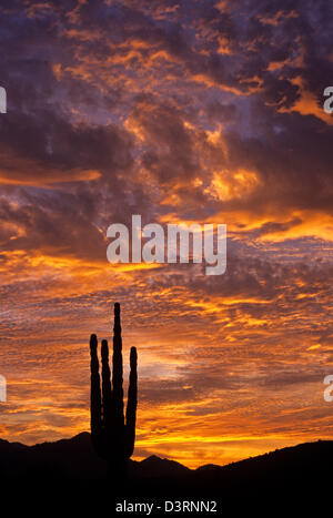 Silhouette Saguaro-Kaktus-Sonnenuntergang in der Abenddämmerung mit dramatische Wolken Altocumulus, Estrella Park in der Nähe von Buckeye, Arizona State USA Stockfoto