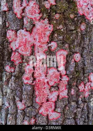 Roter Pilz auf Baumrinde Kiefer Stockfoto