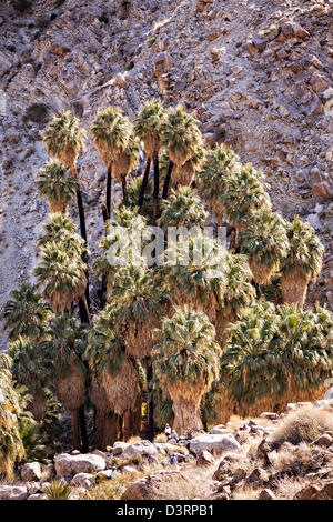 Fortynine Palms Oasis in der Mojave-Wüste außerhalb von Twentynine Palms, Kalifornien. Stockfoto