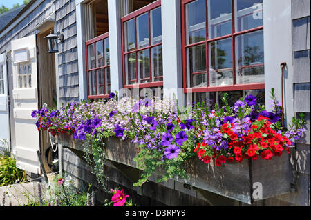 Bunten Blumenkästen in den Hauptort auf Nantucket Island, MA Stockfoto