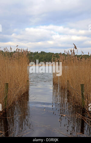 Blick durch eine Lücke im Schilf gemacht für Angler am Frensham Teiche in Surrey, England. Stockfoto