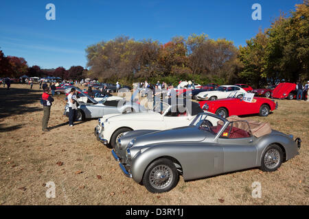 Oldtimer Jaguar-Auto-Rallye in Parkes. Canberra, Australian Capital Territory (ACT), Australien Stockfoto