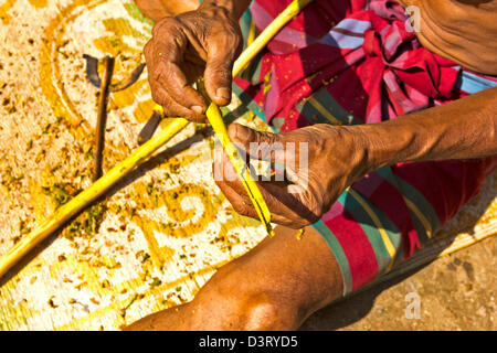 ZIMTRINDE GEZEIGT ABGESTREIFT VON FRISCH GESCHNITTENEN ZWEIGEN VON CINNAMOMUM VERUM IN SRILANKA Stockfoto