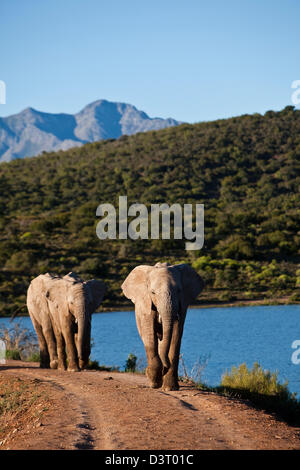 Elefanten Spaziergang am Seeufer in Buffelsdrift Game Lodge, Südafrika Stockfoto