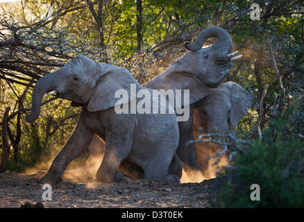 Elefanten, die Reinigung in Staub, Buffelsdrift Game Lodge, Südafrika Stockfoto