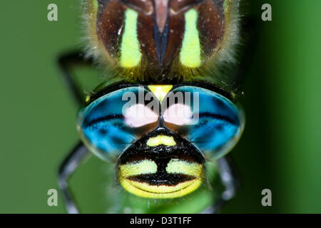 Nahaufnahme von den Augen einer Libelle Migranten hawker Stockfoto