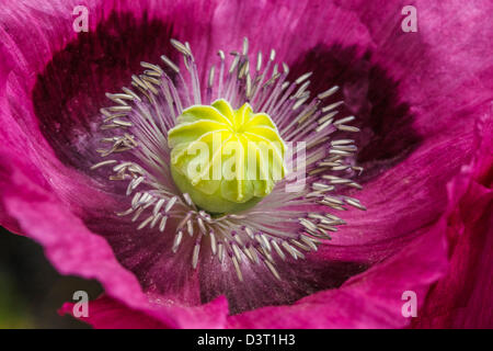 Nahaufnahme von eine Mohnblume Stockfoto