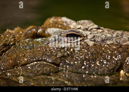 Krokodil-Auge im Wasser, Durban, Südafrika Stockfoto