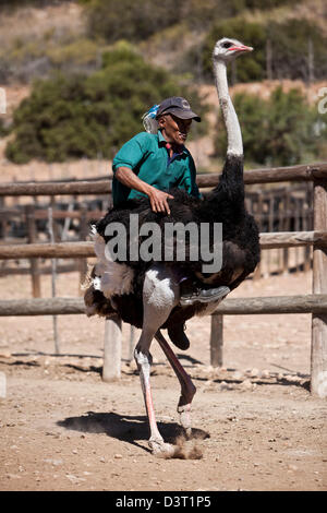 Strauß, racing, Oudtshoorn, Südafrika Stockfoto