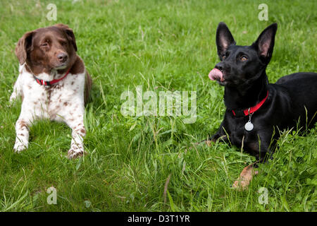 Berlin, Deutschland, zwei Hunde auf der Wiese Stockfoto