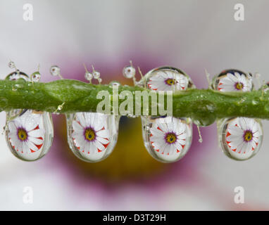Mehreren gebrochene Bildern einer Daisy Blume im Wasser Tropfen auf einem Pflanzenstängel Stockfoto