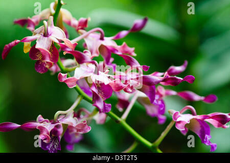 National Orchid Garden, Tan Hoon Siang Nebel Haus 1, 000 Arten und 2.000 Hybriden von Orchideen, botanische Gärten, Singapur Stockfoto