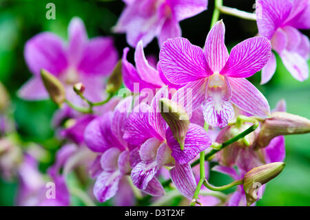 National Orchid Garden, Tan Hoon Siang Nebel Haus 1, 000 Arten und 2.000 Hybriden von Orchideen, botanische Gärten, Singapur Stockfoto