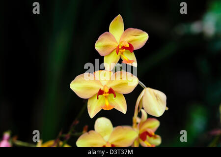 National Orchid Garden, Tan Hoon Siang Nebel Haus 1, 000 Arten und 2.000 Hybriden von Orchideen, botanische Gärten, Singapur Stockfoto
