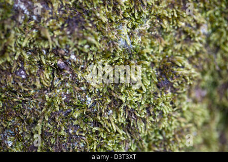 Moos auf Baumstamm Stockfoto