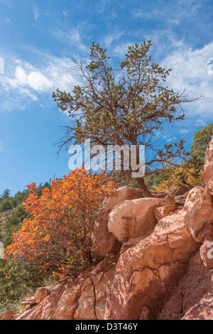 Baum auf einer Felsformation vor blauem Himmel Stockfoto