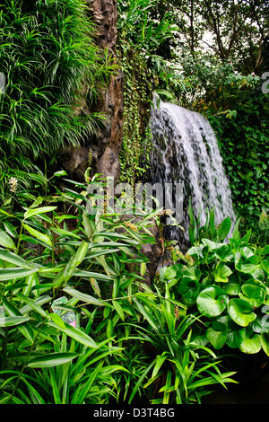 Singapur botanische Garden1 Grad n-te des Äquators hat 10.000 Arten von Pflanzen und die weltweit größte Sammlung von Orchideen Stockfoto