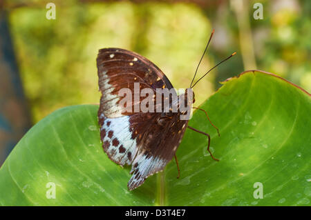 Horsfield des Baron (Tanaecia Iapis Puseda) sitzt auf einer Pflanze Stockfoto