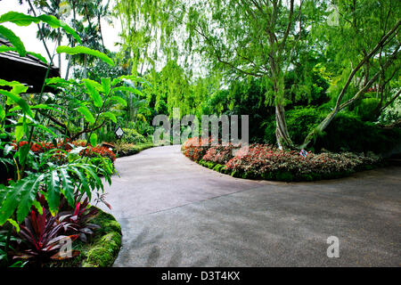 Singapur botanische Garden1 Grad n-te des Äquators hat 10.000 Arten von Pflanzen und die weltweit größte Sammlung von Orchideen Stockfoto