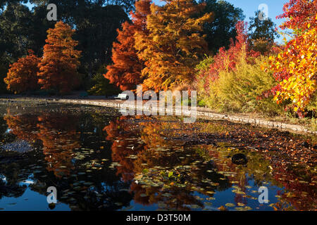 Herbstfarben im Park.  Commonwealth Park, Canberra, Australian Capital Territory (ACT), Australien Stockfoto