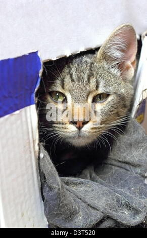 Porträt einer Baby Katze versteckt in Karton Stockfoto