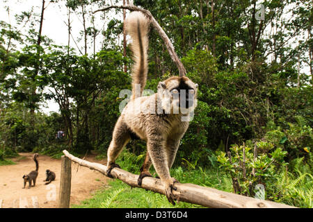 Gemeinsamen braune Lemuren Lemur Eulemur Fulvus bei Lemur Insel Madagaskar Tierwelt Stockfoto
