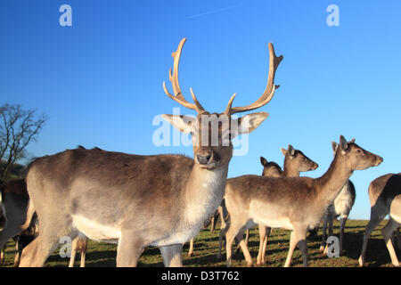 Hirsch und macht auf einer Wiese Stockfoto