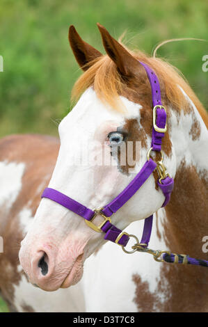 Paint Horse Head shot, Nahaufnahme portraitof einen blauäugigen weißen konfrontiert piebald Tier. Stockfoto