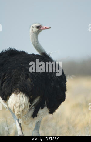 Strauß (Struthio Camelus) in Etosha Nationalpark, Namibia Stockfoto