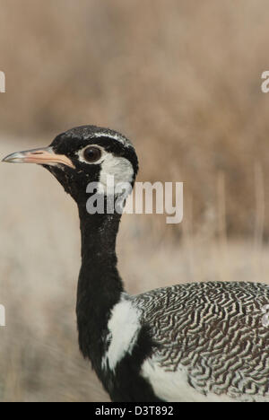 männliche nördlichen schwarzen Korhaan (Afrotis Afraoides) im Etosha Nationalpark, Namibia Stockfoto