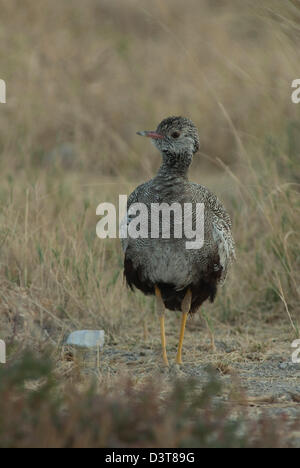 weiblichen nördlichen schwarzen Korhaan (Afrotis Afraoides) im Etosha Nationalpark, Namibia Stockfoto