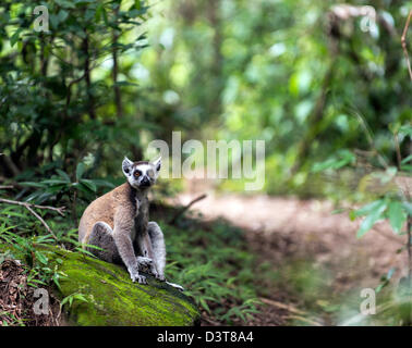 Den Ring tailed Lemuren (Lemur Catta) auf dem Boden Isalo Nationalpark Madagaskar Stockfoto