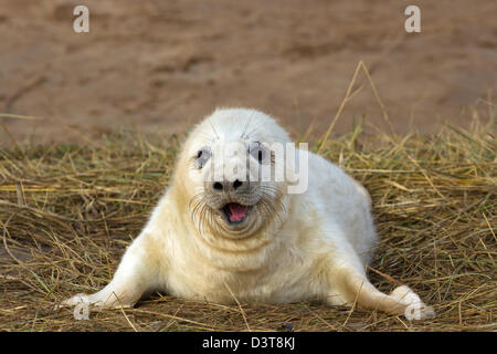 Baby-Robbe mit offenem Mund Stockfoto