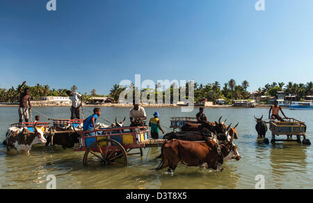 Ochsenkarren im Wasser Toliara Süd-West-Madagaskar Stockfoto