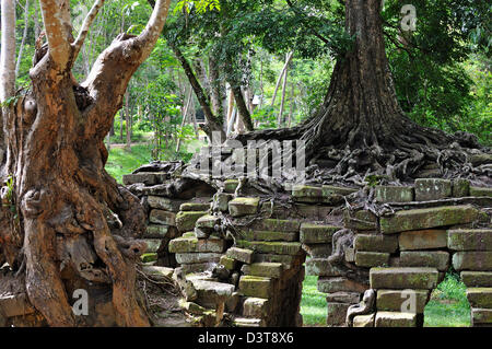 Würgefeige (Ficus sp.) Baumwurzeln auf Tempel, Angkor Wat, Kambodscha Stockfoto