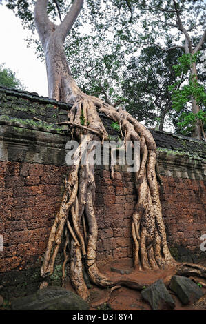 Würgefeige (Ficus sp.) Baumwurzeln an Wänden bei Preah KhanTemple, Angkor Wat, Kambodscha Stockfoto