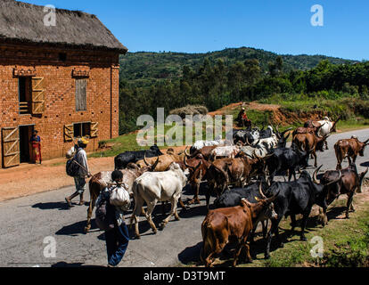 Zebus (Bos Primigenius Indicus oder Bos Indicus), auch bekannt als bucklig Rinder oder Brahman Rinder Madagaskar Stockfoto