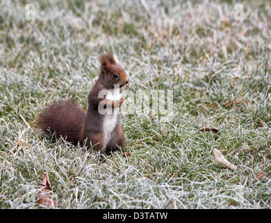 Eichhörnchen, Val Roseg, Schweiz Stockfoto
