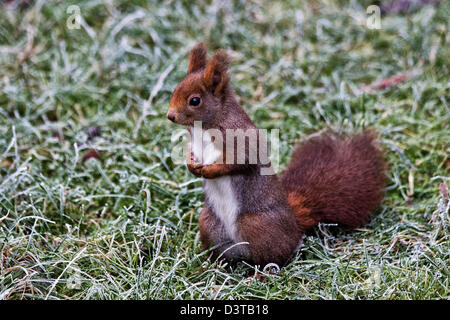 Eichhörnchen, Val Roseg, Schweiz Stockfoto