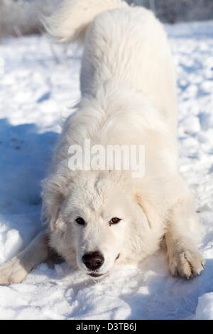 Maremma oder Abruzzese Patrouille Hund Portrait auf dem Schnee im Garten Stockfoto