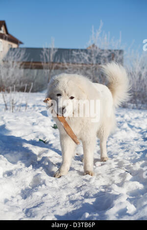 Maremma oder Abruzzese Patrouille Hund mit einem Stock in den Mund auf dem Schnee im Garten, an einem sonnigen Wintertag Stockfoto