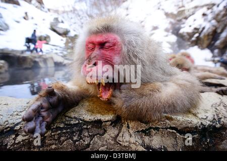 Einen japanischen Makaken entspannt in der heißen Quelle und ein großes Gähnen rauslässt. Stockfoto