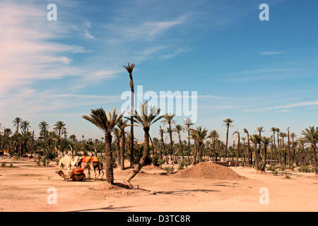 Kamele, die zwischen Palmen ruht! Marrakesch ist ein Märchen aus Tausendundeinernacht! Stockfoto