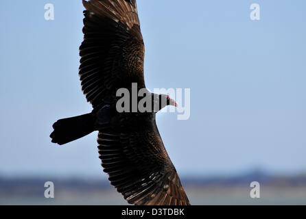 24. Februar 2013 - ft. Worth, Texas, USA - 24. Februar 2013. Ft. Worth, Tx USA. Ein Türkei-Geier (Cathartes Aura) fliegt auch bekannt als ein Bussard entlang der Uferlinie des Sees Benbrook in der Nähe von Fort Worth, Texas, wie es für AAS für Lebensmittel aussieht. (Kredit-Bild: © Ralph Lauer/ZUMAPRESS.com) Stockfoto