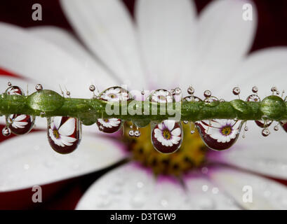 Mehreren gebrochene Bildern einer Daisy Blume im Wasser Tropfen auf einem Pflanzenstängel Stockfoto